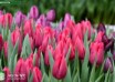 Tulipa First Life ® (3)